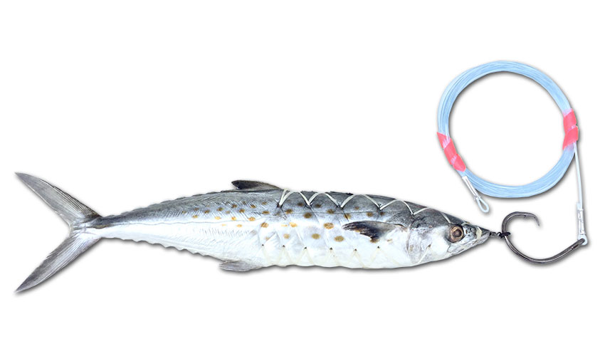 Circle Hook Spanish Mackerel Baitmasters of South Florida