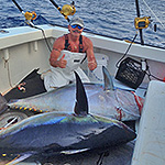 Couple of 250lb Bigeye Tuna's caught on Baitmasters ballyhoo.