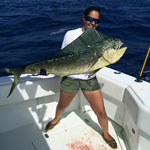 31 pound cow caught off of long key using Baitmaster small medium single hook wire rig.