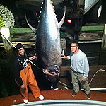Harry Akers and his 800lb Bluefin caught on a Baitmasters Horse Ballyhoo
