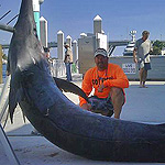 Monster 650 lbs Swordfish caught on the Booby Trap with Baitmasters Bait!