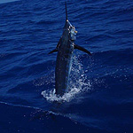 Brian Komer receives 1st place in the 2008 Billfish Blast with this Blue Marlin.