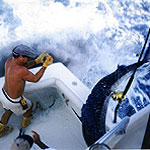 The crew of the Cacatua gets a surprise as a blue marlin jumps into the boat after eating a Baitmasters Mackerel. They went on to win the 1996 USVI Atlantic Blue Marlin Tournament.