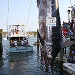 1st Place 2006 Big Rock Blue Marlin Tournament, Wes Seegars aboard the 'ChainLink'-501.5 lb Blue Marlin