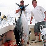 The 'Covered Up' Catches a 230lb Bigeye Using a Baitmasters Ballyhoo