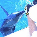 Cray Quinn and his Blue Marlin