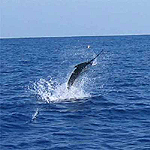 Dancing Marlin