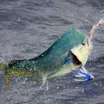 A day in Cabo San Lucas aboard the Doghouse with Baitmasters Bait!