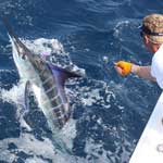 A day in Cabo San Lucas aboard the Doghouse with Baitmasters Bait!