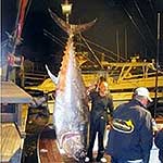 950 lbs Giant Bluefin Tuna - CanyonGear Hoo Machine over Baitmasters Horse Ballyhoo.
