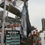 2008 White Marlin Open, Robert Lockwood aboard the 'Last Run'-935.5 lb Blue Marlin