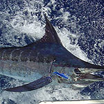 Winning blue Marlin caught during Aruba tournament Nov. 2003 on rigged white marlin special