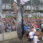 2008 White Marlin Open, Robert Lockwood aboard the 'Last Run'-935.5 lb Blue Marlin