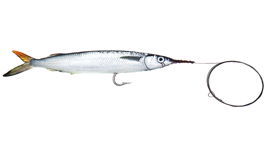 Medium-Single Hook Ballyhoo - Baitmasters of South Florida