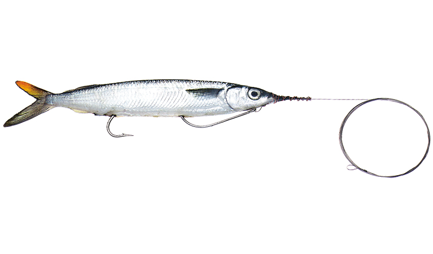 Medium-Double Hook Ballyhoo - Baitmasters of South Florida