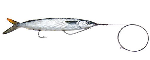 This is an image of the Medium-Double Hook Ballyhoo