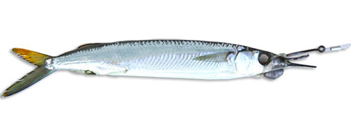 Circle Hook Marlin Silver Mullet - Baitmasters of South Florida