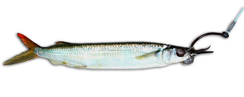 Yeti Tundra - 75 Quart - Baitmasters of South Florida