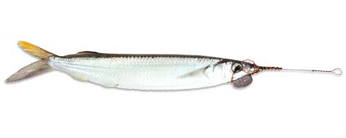 Circle Hook Marlin Silver Mullet - Baitmasters of South Florida