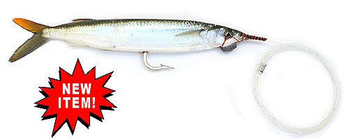 Goggle Eye Mackerel Live Bait Fish Stock Photo 56507407