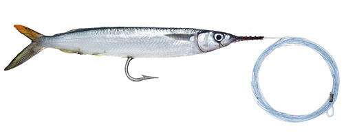 This is an image of the Flourocarbon Rigged Marlin Special Horse Ballyhoo