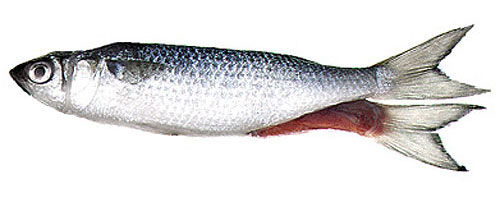 This is an image of the Dredge 8-9 inch Wedged Head And Split-Tailed Unrigged Silver Mullet