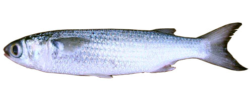 This is an image of the Dredge 9-10 inch Wedged Head And Deboned Unrigged Silver Mullet