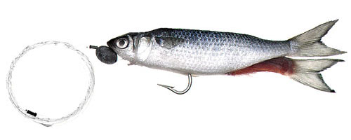 This is an image of the Super Sail Rigged Silver Mullet