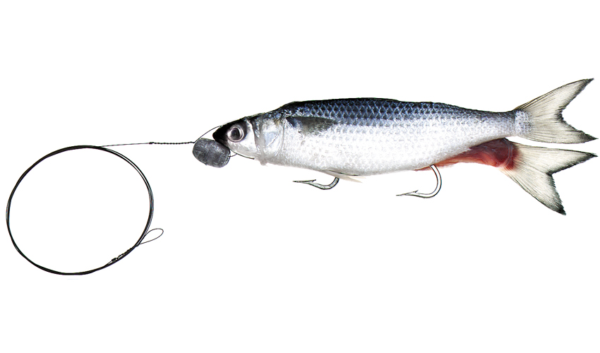 Trollers Wire Rigged Silver Mullet - Baitmasters of South Florida