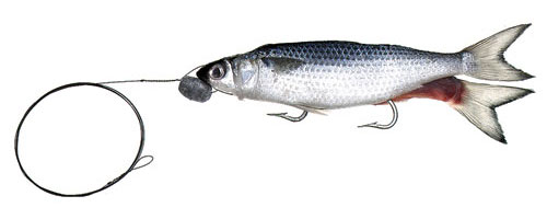 This is an image of the Trollers Wire Rigged Silver Mullet