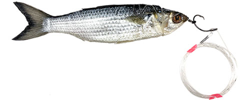 This is an image of the Circle Hook Marlin Silver Mullet