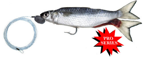 This is an image of the Pro-Series Tuna Silver Mullet