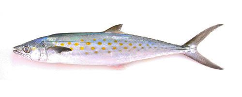 This is an image of the XSmall Unrigged Spanish Mackerel