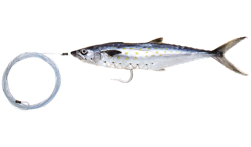 Pro-Series Small Rigged Spanish Mackerel - Baitmasters of South