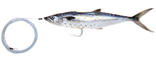This is an image of the Pro-Series Small Rigged Spanish Mackerel