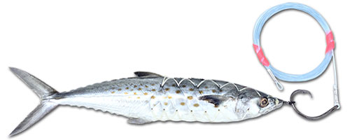 Circle Hook Marlin Silver Mullet - Baitmasters of South Florida