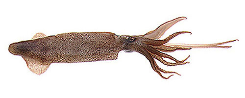 This is an image of the Small Unrigged Squid