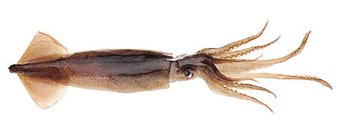 This is an image of the Medium Swordfish Unrigged Squid
