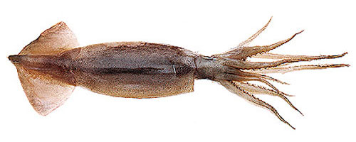 This is an image of the Large Unrigged Squid