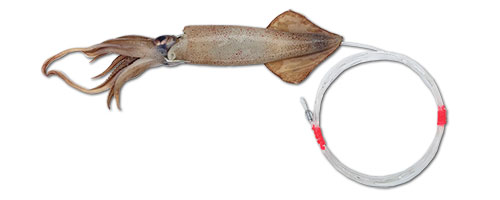 This is an image of the Dolphin Munchie Rigged Squid