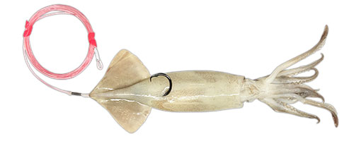 This is an image of the Circle Hook Medium Squid