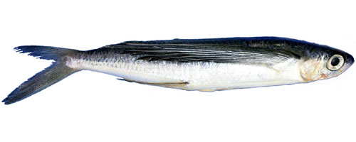This is an image of the Medium Unrigged Flying Fish