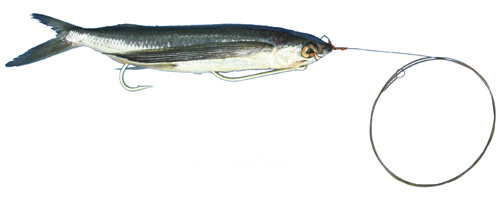This is an image of the Medium Rigged Flying Fish