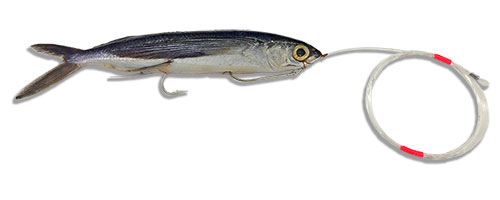 This is an image of the Medium-Double Hook Flying Fish (Mono-Leader)