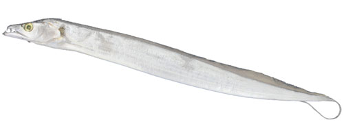 This is an image of the Ribbonfish