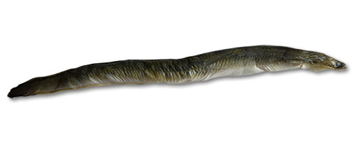 This is an image of the Saltwater American Eel
