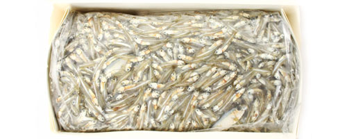 This is an image of the Glass Minnows(Majua) - 5 lb Block
