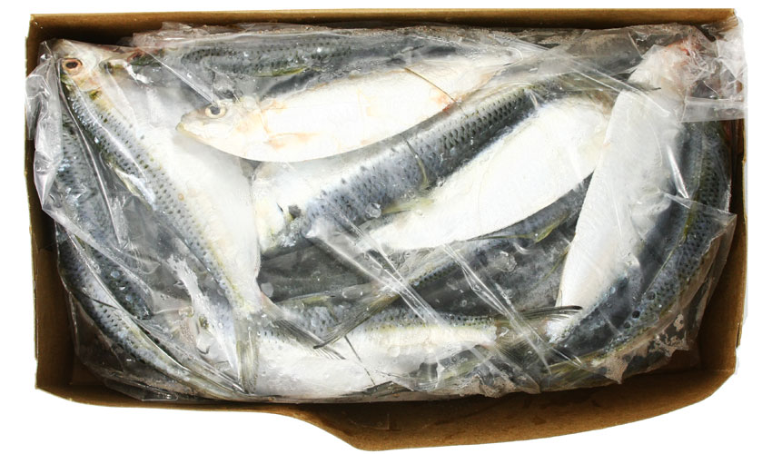 Jerry's Vacuum Packed Green Label Herring - Frozen Bait 