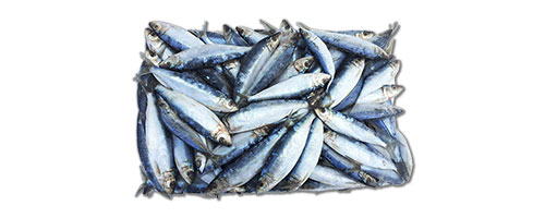 This is an image of the Spanish Sardines Flat - 25 lb