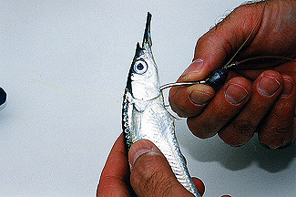 Photo of threading the hook point in between the gill plates and out the center of the belly